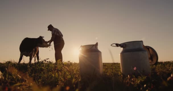 Milkman Stands Cow Pasture Beautiful Sunset Illuminates Silhouettes — Stock Video