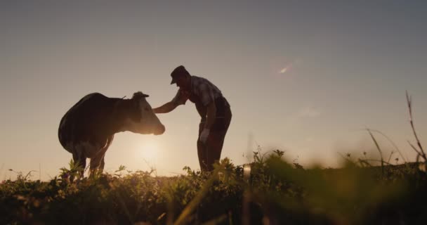Dairy Farmer Stands Cow Pasture Beautiful Sunset Pasture — Stock Video