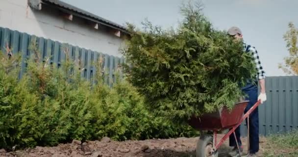 Travailleur Porte Les Jeunes Plants Tui Sur Brouette Verdir Territoire — Video