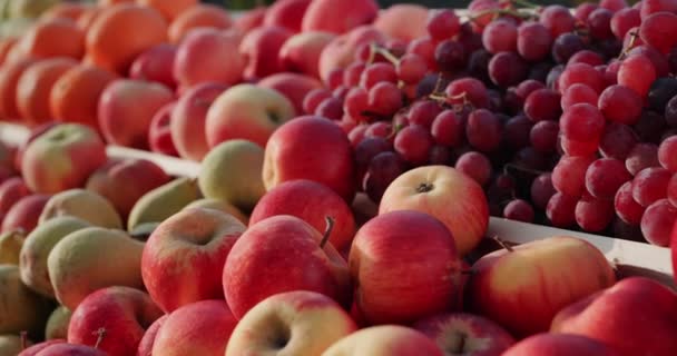 農家市場のカウンターでジューシーなリンゴやその他のフルーツ — ストック動画