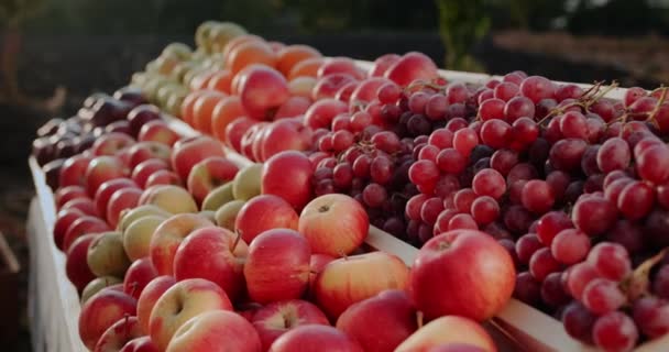 Een Stal Met Sappig Seizoensfruit Een Landbouwbeurs — Stockvideo