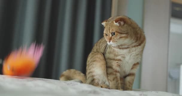 Ледачий Кіт Хоче Грати Власником — стокове відео
