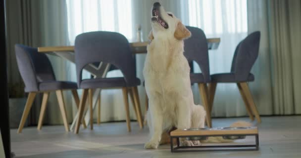 Çok Sabırsız Bir Golden Retriever Bir Kase Yemek Bekliyor Köpeği — Stok video