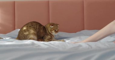 Sevimli bir kızıl kedi yatağı yapmaya yardım eder ve çarşafın üstüne mutlu bir şekilde atlar. Evcil hayvanlarla komik video.