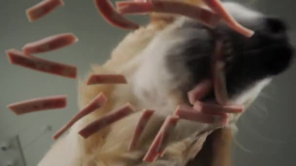 Golden Retriever Τρώει Λουκάνικο Από Ένα Διαφανές Μπολ Κάτω Όψη — Αρχείο Βίντεο