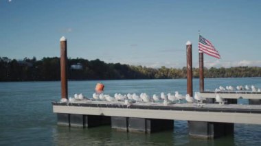 Ontario Gölü 'ndeki Marina. Bir Amerikan bayrağı ve bir martı sürüsü var. Sezon sonu.