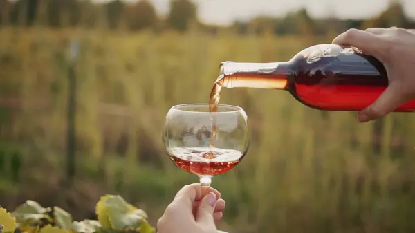 ブドウ畑を背景に赤ワインをグラスに注ぐテイスター ストックフォト