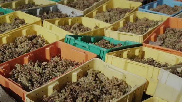 Veel Kleurrijke Dozen Met Geoogste Druivenoogst Witte Wijnproductie Stockfoto
