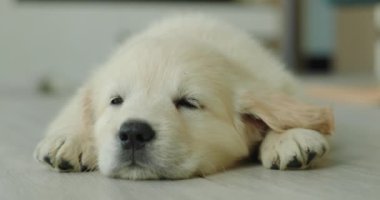 Tatlı Golden Retriever köpeği evde yerde uyuyor..