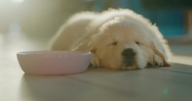 Şirin tüylü Golden Retriever yavrusu yemek kasesinin yanında uyuyor. Batan güneşin ışınları evcil hayvanı aydınlatır..