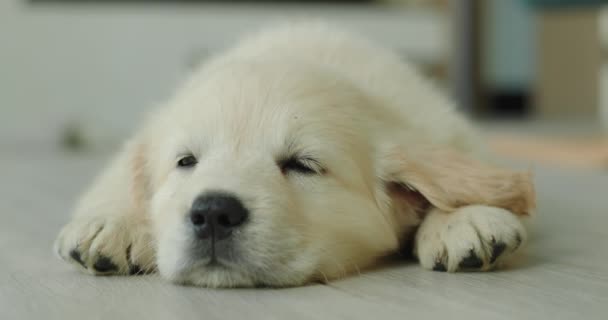かわいいゴールデンレトリーバー子犬は家の床にナッピング — ストック動画