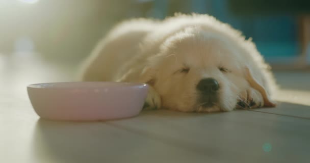 可爱的绒毛金毛猎犬正睡在饭碗旁边 夕阳西下的光芒照亮了宠物 — 图库视频影像