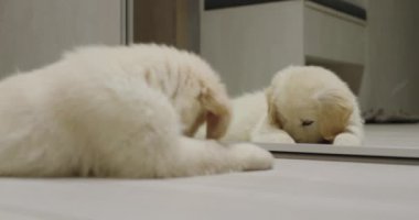 Neşeli köpek yavrusu aynanın yanında yansımasıyla oynuyor..