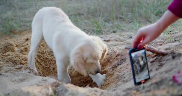 주인은 모래에 구멍을 강아지의 사진을 찍습니다 당신의 동물과 즐거운 — 비디오