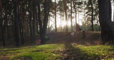 Orta yaşlı aktif bir kadın köpekle birlikte ormanda koşar. Evcil hayvanıyla iyi vakit geçirir..