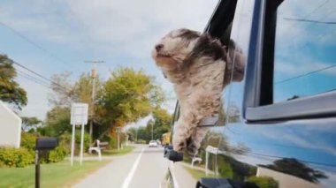 Küçük komik bir köpek hedefin penceresinden dışarı bakar. Evcil hayvan konseptiyle seyahat etmek. 4K video