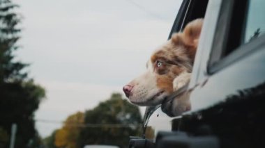 Komik yüzlü bir köpek arabanın penceresinden dışarı bakar. Merak ve sürpriz. 4K yavaş çekim videosu
