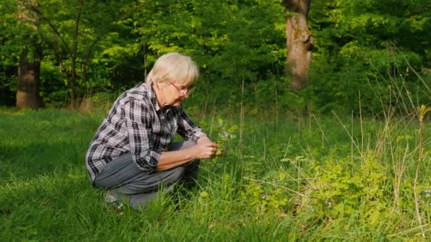 Una Anciana Recoge Flores Silvestres Bosque — Vídeos de Stock