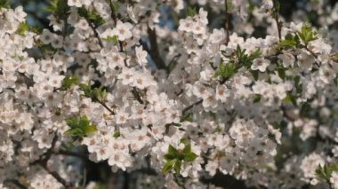 Kiraz çiçeği dalları rüzgarda sallanıyor.