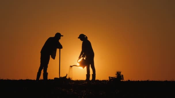 Resimli Günbatımına Karşı Birkaç Çiftçinin Tarlaya Bitki Diktiği Görülüyor — Stok video