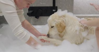Anne ve kızı bir golden retriever 'ı küvette yıkıyorlar. Köpük banyosunda herkes eğleniyor..