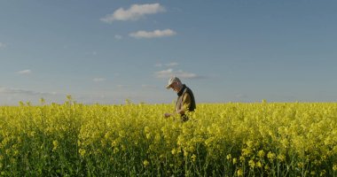 Genç bir çiftçi kolza tohumu fidelerini inceliyor. Çiçek açan kolza tohumunun pitoresk bir alanında duruyor.