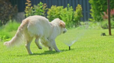 Otomatik sulama sistemi köpeğin yanında açılır ve onu korkutur. Yüksek kalite 4k görüntü