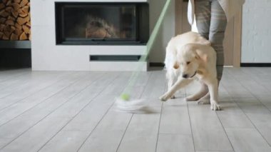 Komik Golden Retriever, neşeli bir kadının evi temizlemesine yardım ediyor. Yüksek kalite 4k görüntü