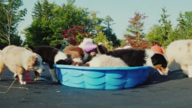 Arkadaşlarıyla bir evcil hayvan partisinde doğum günü köpeği. Hayvanlarla ilgili komik video.
