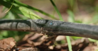 Damlama sulama hortumunda su damlası, berraklığını ve yansıtıcı özelliklerini gösteriyor. Kullanım belirtileri gösteren hortum sızıntıyı odak noktası olarak vurguluyor. Bulanık arkaplan