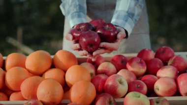 Bir çiftçinin elleri tezgahın üzerinde bir avuç güzel kırmızı elmayla. Çiftçilerin bahçesinden meyveler. 4 k video