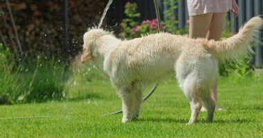 Bir çocuk bahçe hortumundan yeşil çimenlikteki bir köpeğe eğlenceli bir şekilde su yönlendiriyor. Köpek, güneşli bir günde serinletici suyun tadını çıkararak dereden hevesle içer. Bu canlı sahne...