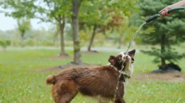Sahibi büyük bir köpek ve parktaki yeşil çimlerde su hortumuyla oynuyor..