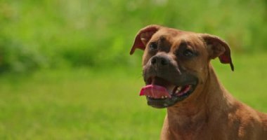 Bu, arka bahçedeki bulanık yeşil çimlerin önünde duran sevimli bir Alman boksörün büyüleyici bir portresi. Köpeğin anlamlı gözleri ve özenli kulakları keskin bir odak noktasındadır.