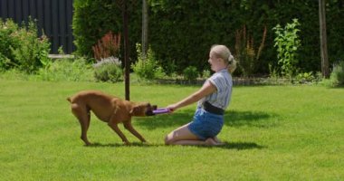 Bu canlı sahnede, bir sahibi arka bahçede Alman boksörüyle oynak bir çekişme içinde. Köpek oyuncağı sıkıca tutarken, sahibi de boksörleri sergiliyor.