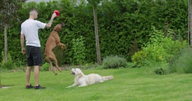 Genç adam evin arka bahçesinde Alman boksör ve Golden Retriever köpekleriyle oynuyor..