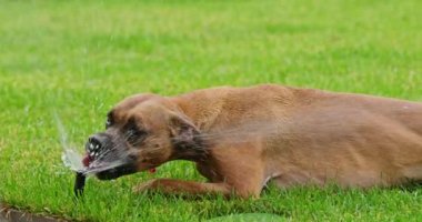Bir Alman boksör, sıcak bir yaz gününde susuzluğunu gidermek için fıskiye hortumundan su içer. Yüksek kalite 4k görüntü