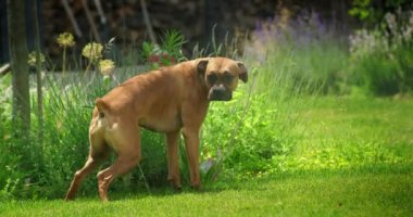 Bu eğlenceli sahnede, bir Alman boksörü yeşil çimlere işerken yakalanıyor otomatik fıskiye sistemi açıkken. Köpekler rahat duruşu spreyleme suyuyla çelişiyor ve bir dokunuş ekliyorlar.