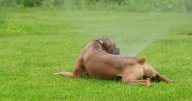 Bu eğlenceli ve ferahlatıcı sahnede, bir Alman boksörü aktif bir fıskiye sisteminin yanındaki ıslak çimlerde rahatça yatarken görülüyor. Köpek mutlu ve rahat görünüyor, serin, nemli çimlerin tadını çıkarıyor.