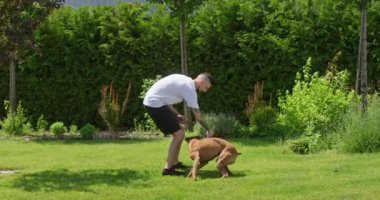 Bu canlı açık hava sahnesinde, bir hayvan sahibi yemyeşil çimlerin üzerinde Alman boksörleriyle eğlenceli bir oyun oynuyor. Köpek, sahibinin elinde tuttuğu oyuncağa hevesle uzanır ve çevikliğini gösterir.
