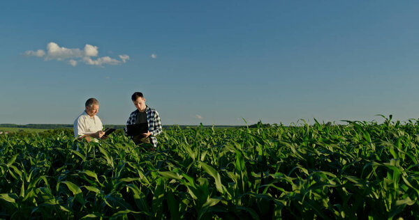 На прекрасном кукурузном поле отец и сын, оба фермера, работают вместе, используя ноутбук и планшет. Эта живописная сцена захватывает сочетание современных технологий с традиционным сельским хозяйством