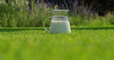 Soğuk sütle dolu bir sürahi bir evin arka bahçesindeki yeşil çimlere yerleştirilir. Güneş ışığı sütün tazeliğini ön plana çıkarıyor. Sıcak bir günde huzurlu ve rahat bir atmosfer yaratıyor..