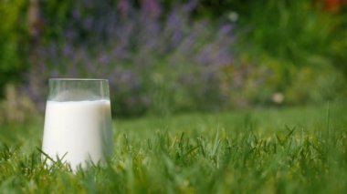 Arka bahçedeki yemyeşil çimlere yerleştirilmiş bir bardak sütün yakın çekimi. Görüntü taze çimenleri ve sahnenin basitliğini vurguluyor, güzel bulanık bir arka plan ekliyor.