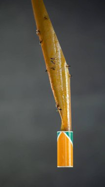 Close-up of sticky tape used for catching pesky flies, showing the adhesive surface that traps insects. This pest control tool is ideal for reducing fly populations in various environments, offering a clipart