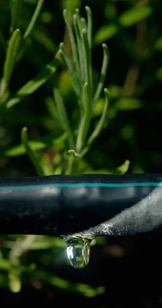 stock image Close-up of a black drip hose releasing a single water droplet surrounded by vibrant green plants. The hose is partially blurred, highlighting the water droplet and lush foliage, demonstrating