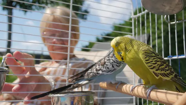 stock image A woman is seen interacting with two parakeets inside a cage. The yellow and the white-blue parakeets are perched on a wooden bar, with the womans hand reaching into the cage. The birds are in focus