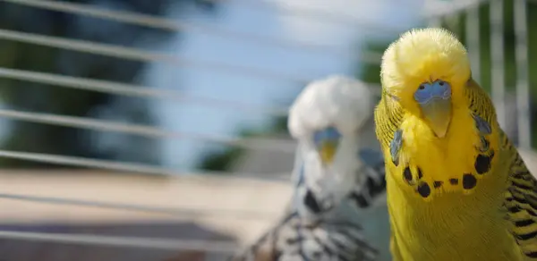 stock image Close-up of two budgerigars inside a cage, with the focus on a yellow parakeet in the foreground and a blue and white parakeet in the background. The vibrant colors of the birds contrast with the