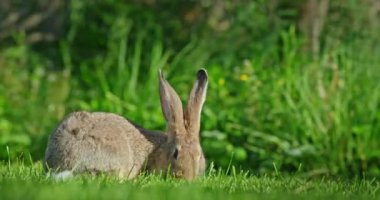 Yeşil bitki örtüsüyle çevrili yeşil bir çimenlikte otlayan kahverengi kulaklı bir tavşan görülüyor. Tavşan kürkü otlarla pürüzsüz bir şekilde harmanlanır ve uyumlu bir doğal manzara yaratır. Şey...