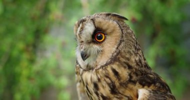 Çarpıcı turuncu gözlerini ve tüylerini gösteren uzun kulaklı bir baykuşun yakın çekimi. Yeşilli yeşil arka plan baykuşun büyüleyici bakışını arttırır, sahneyi hem canlı hem de büyüleyici kılar.. 