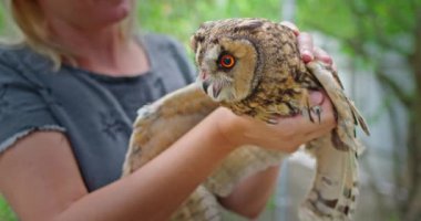 Bir kadın vahşi yaşam sığınağında büyük bir baykuşu nazikçe koluna alır. Bir yaralanma sonrası iyileşen baykuş, dikkatli ve sakin görünüyor, çevresi ona yardım eden besleyici bir çevreyle çevrili.